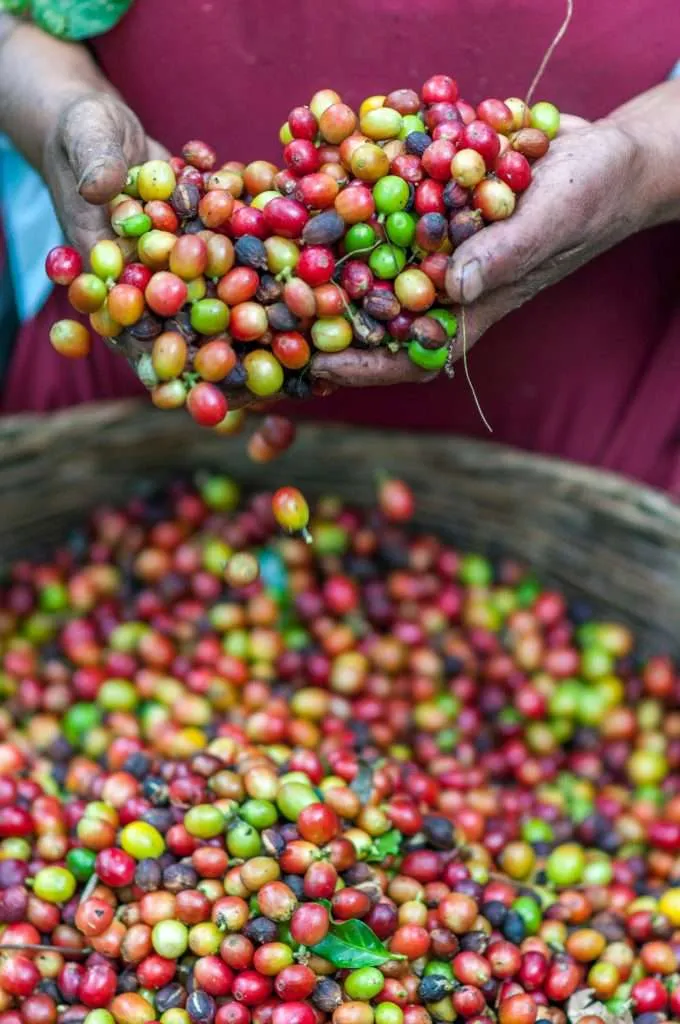 Coffee Flavors - Coffee Cherries